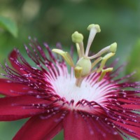Passiflora 'Lady Margaret'